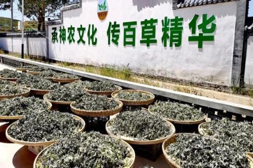 艾草展示